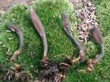 Tolypocladium ophioglossoides image