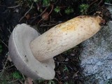 Retiboletus griseus image