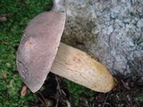 Retiboletus griseus image