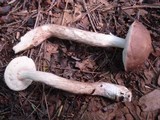 Leccinum subgranulosum image