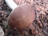 Leccinum subgranulosum image