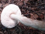 Leccinum subgranulosum image