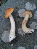 Boletus longicurvipes image