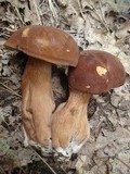 Tylopilus badiceps image