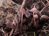 Mycena purpureofusca image