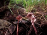 Mycena purpureofusca image