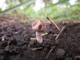 Panaeolus cinctulus image