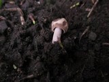 Panaeolus cinctulus image