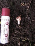 Panaeolus cinctulus image