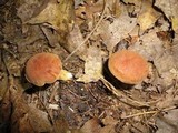 Boletus ferrugineus image