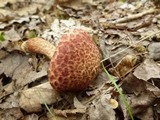 Suillus spraguei image