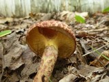 Suillus spraguei image