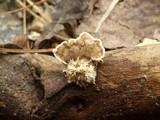 Postia ptychogaster image