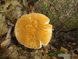 Xanthoconium affine image