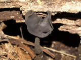 Helvella pezizoides image