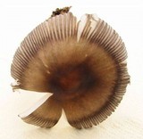 Amanita battarrae image