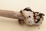 Amanita battarrae image