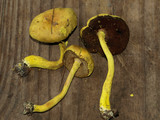 Pulveroboletus ravenelii image