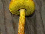 Heimioporus betula image