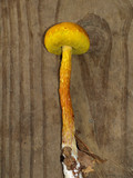 Heimioporus betula image