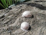Reticularia lycoperdon image