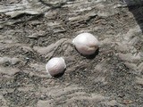 Reticularia lycoperdon image