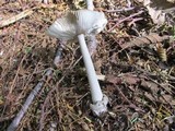 Amanita constricta image