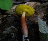 Aureoboletus auriporus image