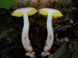 Aureoboletus auriporus image