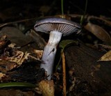 Cortinarius iodes image