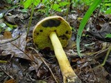 Boletus sensibilis image