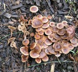 Psilocybe crobula image