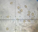Psilocybe crobula image