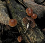 Deconica xeroderma image
