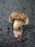 Tylopilus atronicotianus image