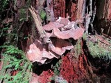 Bondarzewia occidentalis image