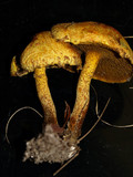 Suillus americanus image