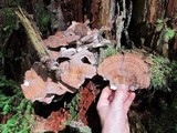 Bondarzewia occidentalis image