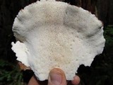 Bondarzewia occidentalis image