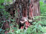 Bondarzewia occidentalis image