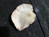 Bondarzewia occidentalis image