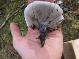 Hydnellum suaveolens image