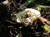 Hydnellum suaveolens image