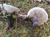 Hydnellum suaveolens image