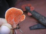 Pycnoporus sanguineus image