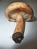 Lactarius pallidus image