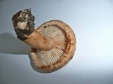 Lactarius pallidus image