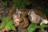 Gyromitra californica image