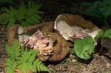 Gyromitra californica image