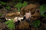 Gyromitra californica image